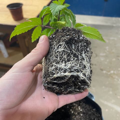Grape Ape growlog photo: Repotted today since she hasn’t started flowering yet