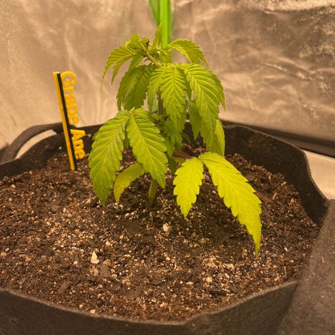 Grape Ape growlog photo: Repotted today since she hasn’t started flowering yet