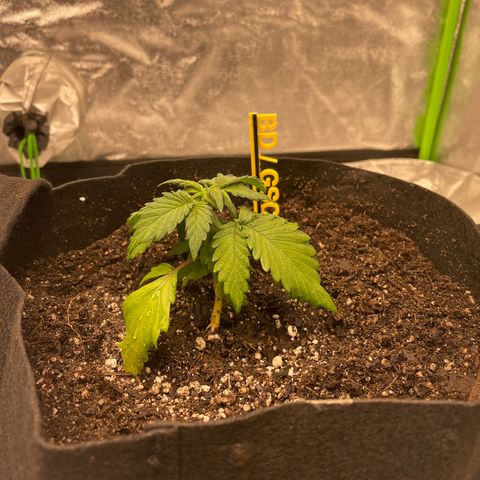 BD/GSC 2 growlog photo: Repotted today
