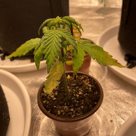 BD/GSC growlog timeline photo