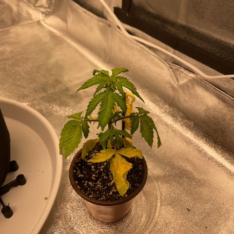 Critical 2.0 Auto growlog photo: She’s trash. But she’s my trash