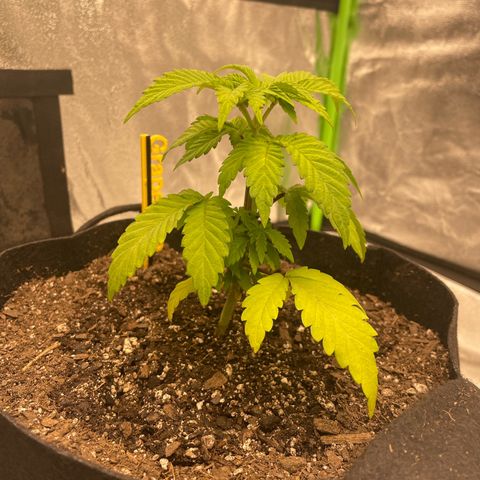Grape Ape growlog timeline photo