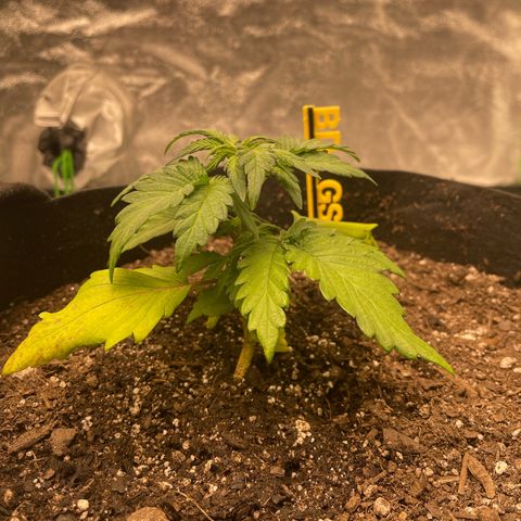 BD/GSC 2 growlog timeline photo
