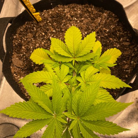 Grape Ape growlog timeline photo