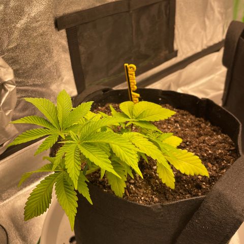 Grape Ape growlog timeline photo