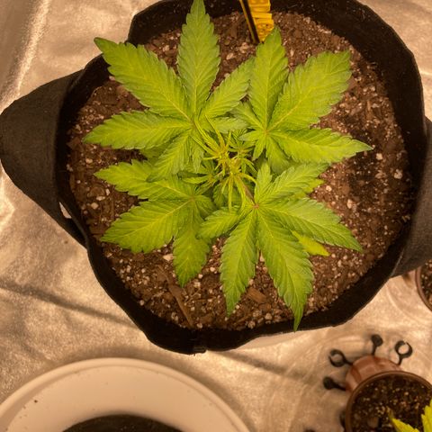 BD/GSC 2 growlog timeline photo