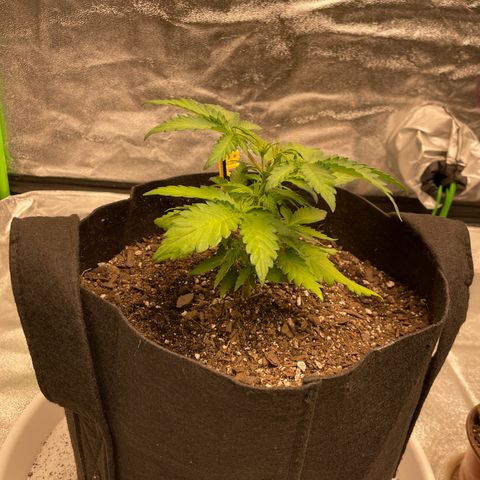 BD/GSC 2 growlog timeline photo