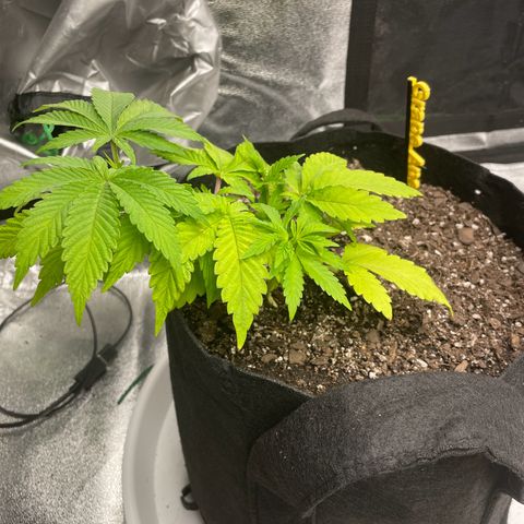 Grape Ape growlog timeline photo