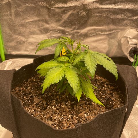 BD/GSC 2 growlog timeline photo