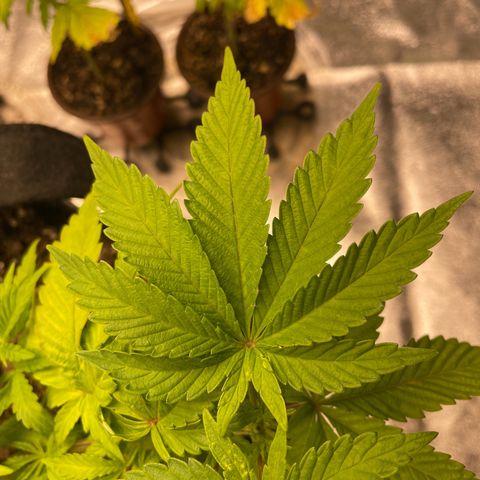 Grape Ape growlog timeline photo