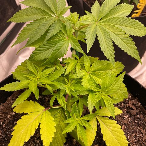 Grape Ape growlog photo: Gave the ladies a compost tea