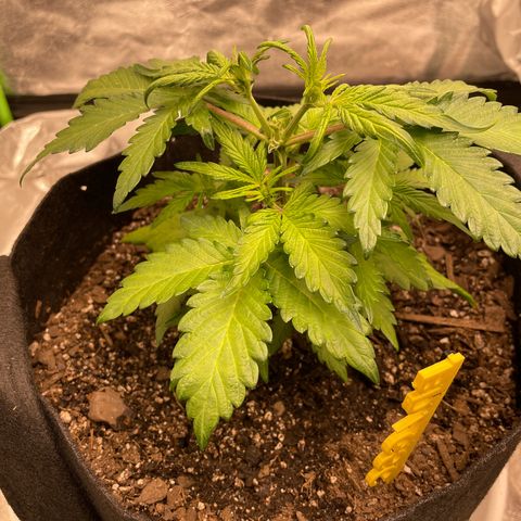 BD/GSC 2 growlog timeline photo