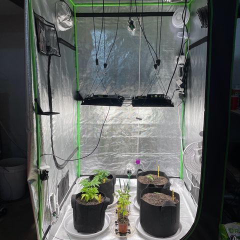 BD/GSC 2 growlog timeline photo