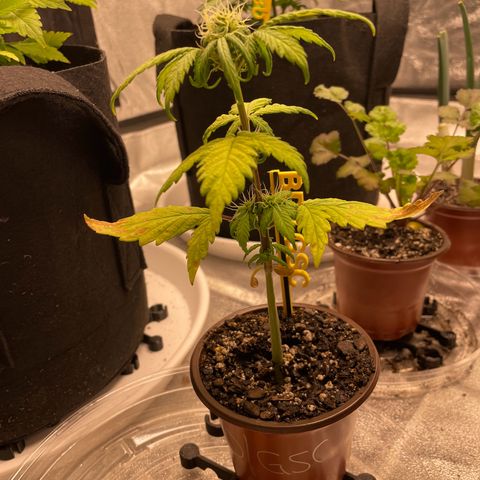 BD/GSC growlog timeline photo