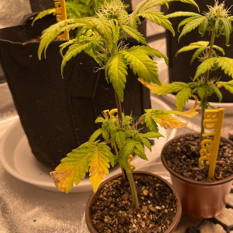 Critical 2.0 Auto growlog timeline photo