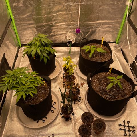 Grape Ape growlog timeline photo