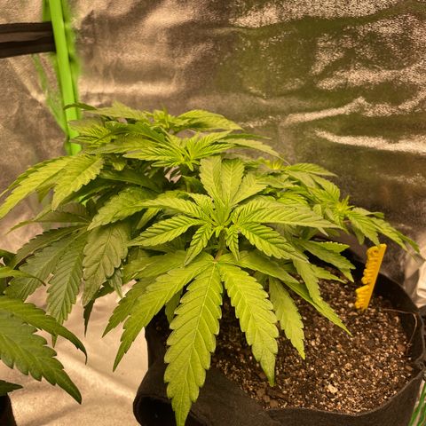 Grape Ape growlog timeline photo