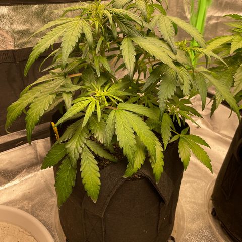 BD/GSC 2 growlog timeline photo