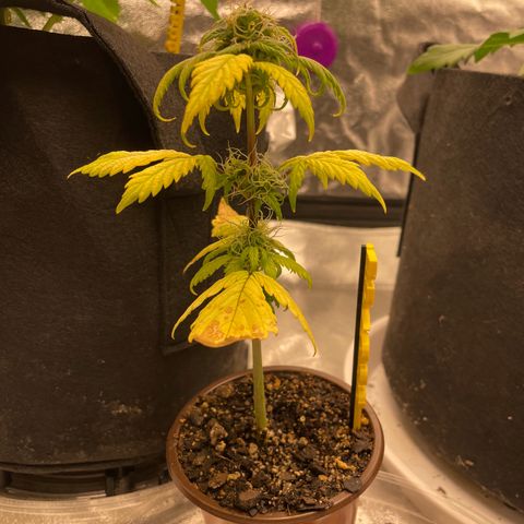 BD/GSC growlog timeline photo