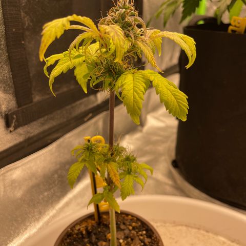 Critical 2.0 Auto growlog timeline photo