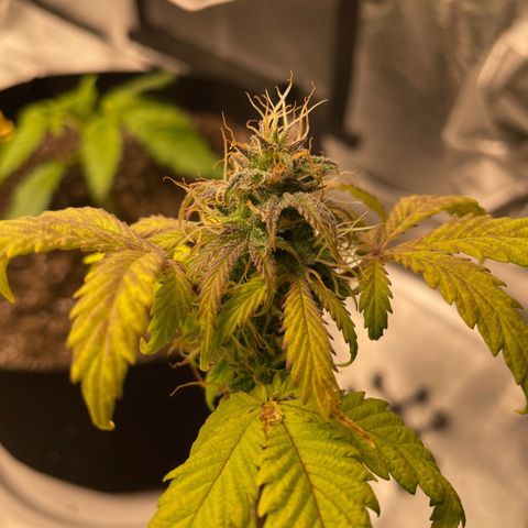 Critical 2.0 Auto growlog timeline photo