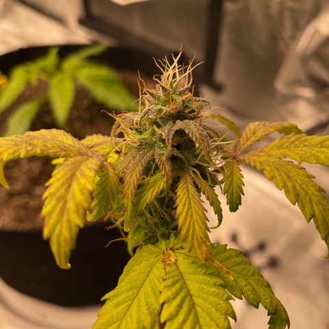 Critical 2.0 Auto growlog timeline photo