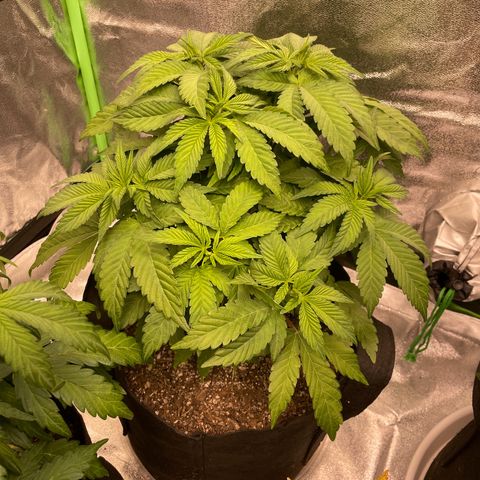 Grape Ape growlog timeline photo