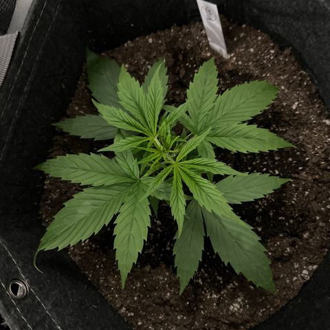 Quick One growlog timeline photo