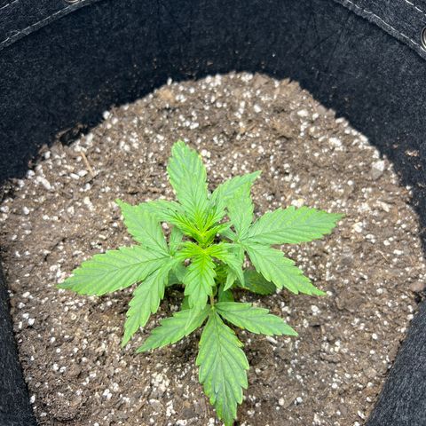 Royal Dwarf growlog timeline photo