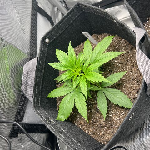 Quick One growlog timeline photo