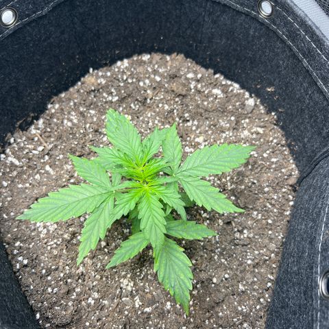 Royal Dwarf growlog timeline photo