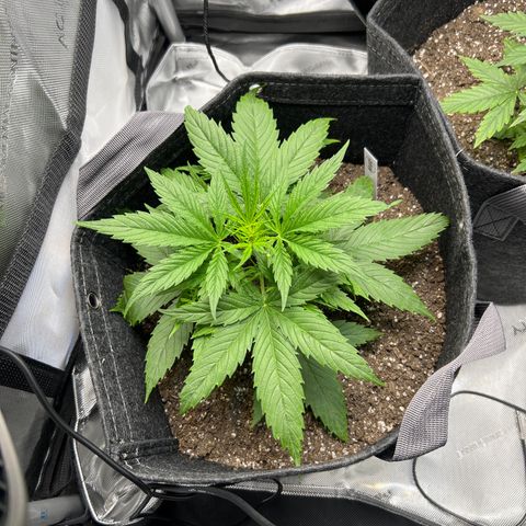 Quick One growlog timeline photo