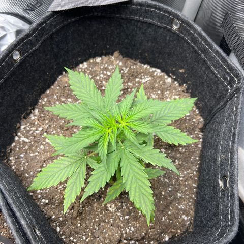 Royal Dwarf growlog timeline photo