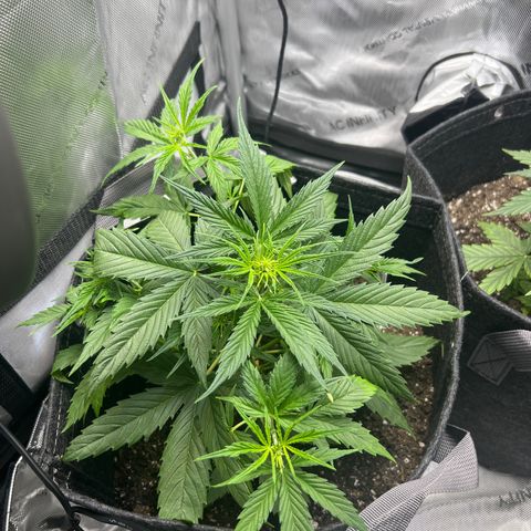 Quick One growlog timeline photo