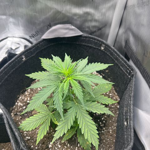 Royal Dwarf growlog timeline photo