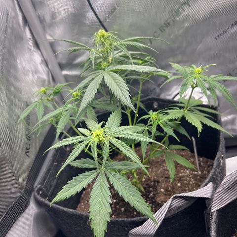 Quick One growlog timeline photo