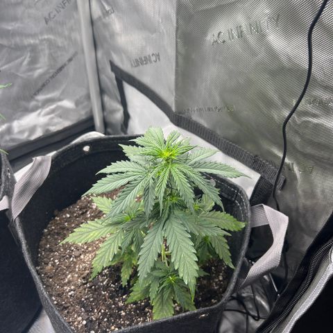 Royal Dwarf growlog photo: Plant is sick discolored leaves on the lower level
