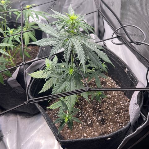 Royal Dwarf growlog timeline photo