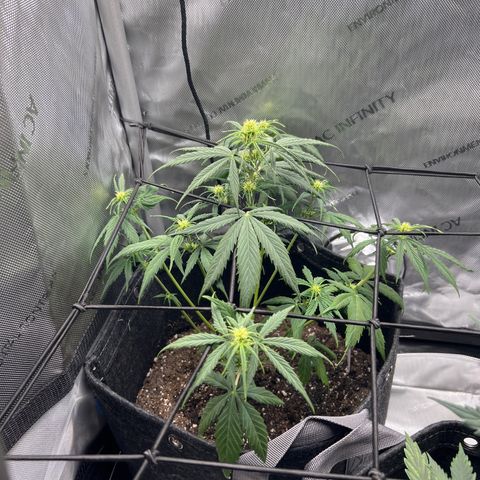 Quick One growlog timeline photo