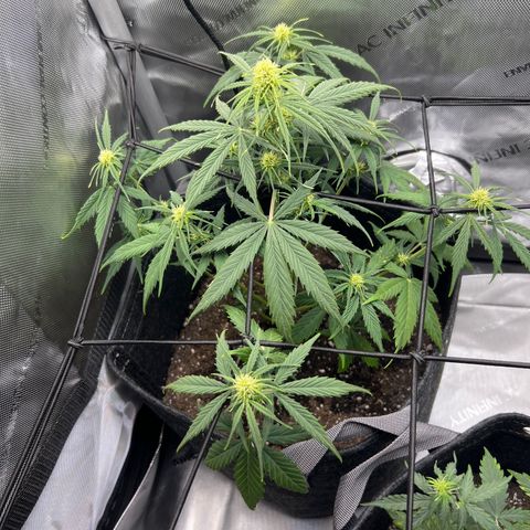 Quick One growlog timeline photo