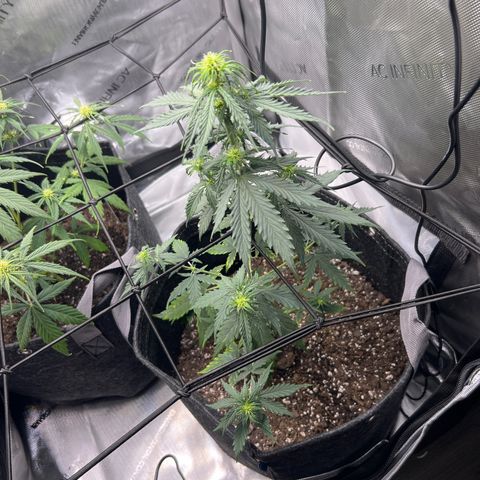 Royal Dwarf growlog timeline photo