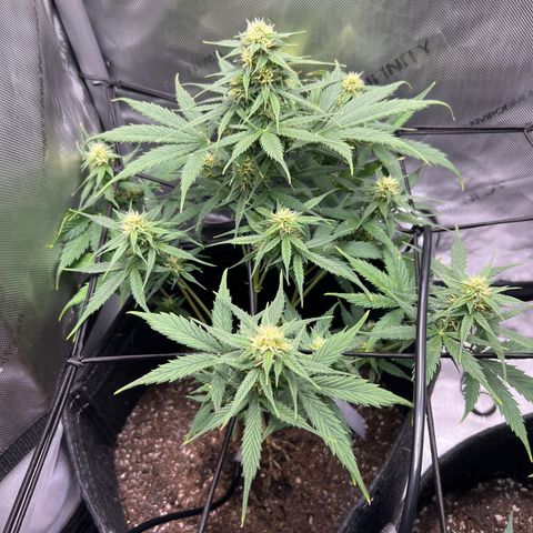 Quick One growlog timeline photo