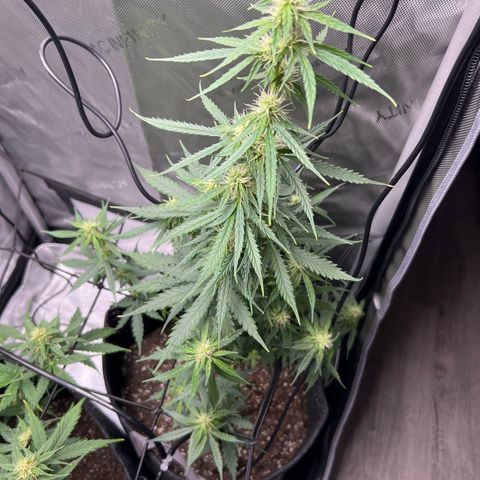 Royal Dwarf growlog timeline photo