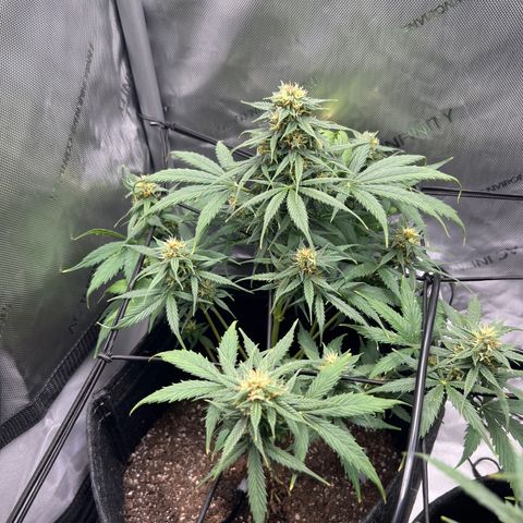 Quick One growlog timeline photo