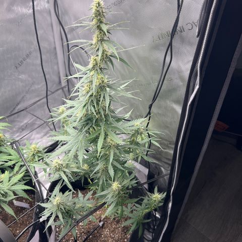 Royal Dwarf growlog timeline photo