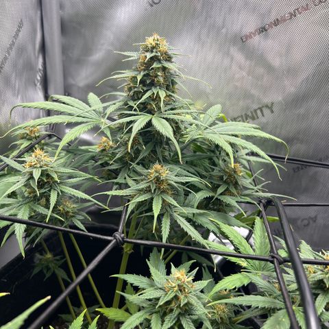 Quick One growlog timeline photo