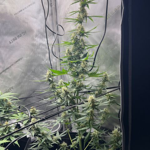 Royal Dwarf growlog timeline photo