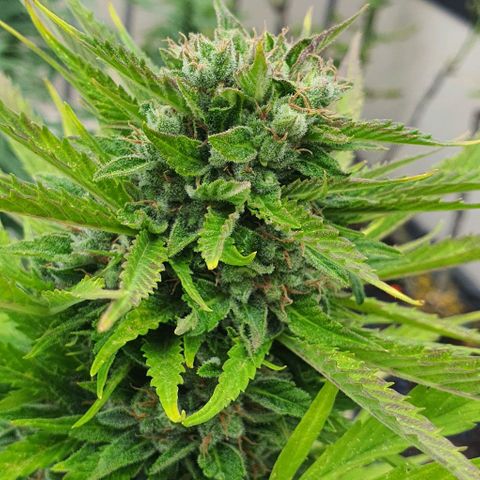 Gelato Auto growlog timeline photo