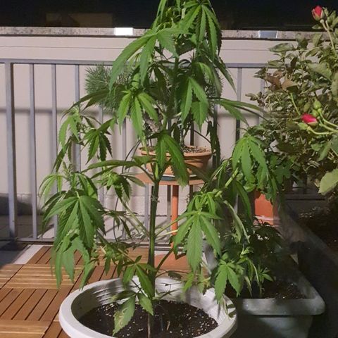 Gelato Auto growlog timeline photo