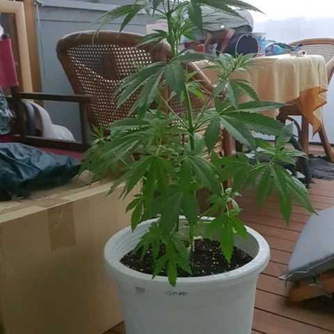 Gelato Auto growlog timeline photo